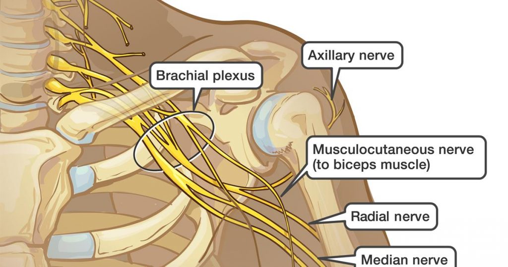Plesso brachiale